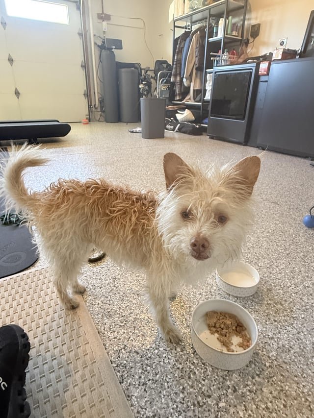 found dog in San Diego, California