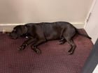 Lost Dog in Jacksonville, Florida — Dog Found - Lab/Pit mix at Florida Theatre