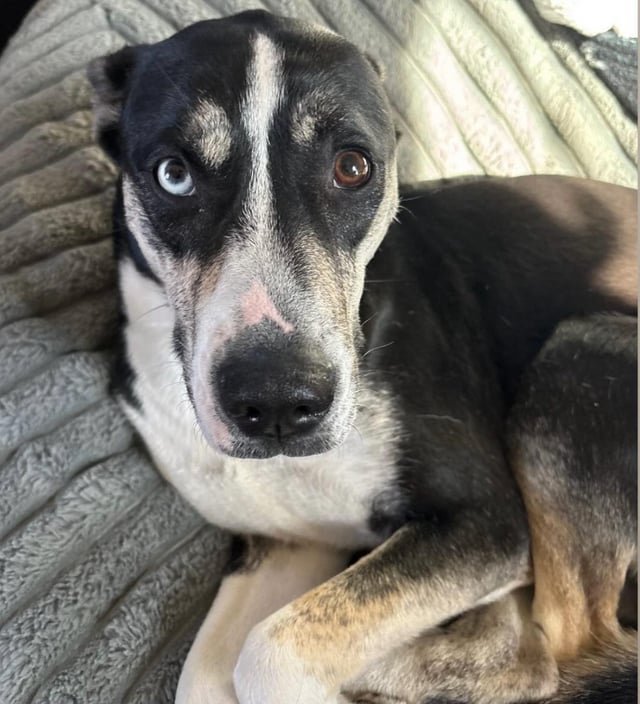 lost dog in Anchorage, Alaska