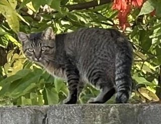 Lost Cat in Milwaukee, Wisconsin — listing photo