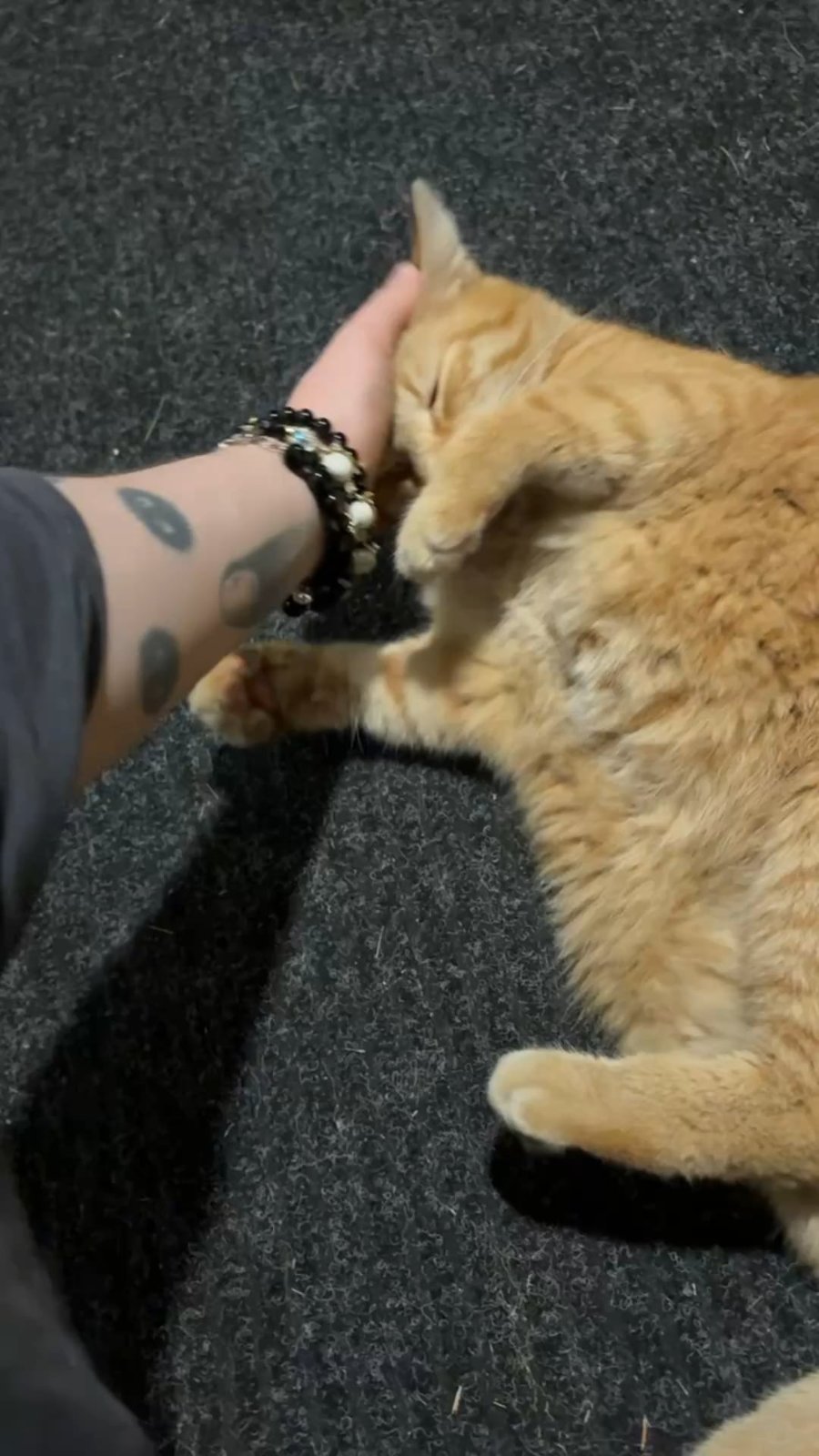 lost pet in Pittsburgh, Pennsylvania
