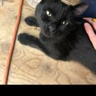 lost cat in Denver, Colorado