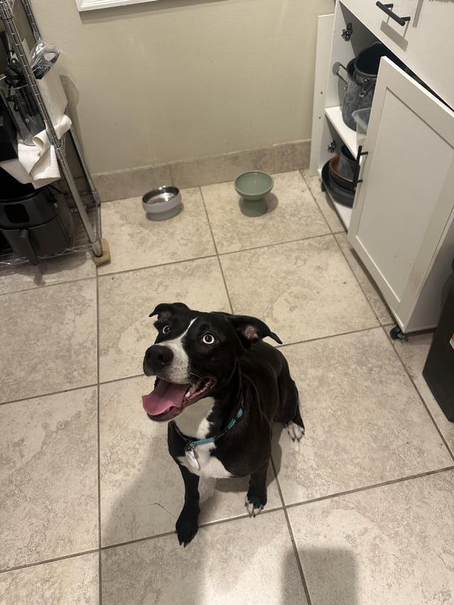 Lost Dog in Columbus, Ohio — listing photo