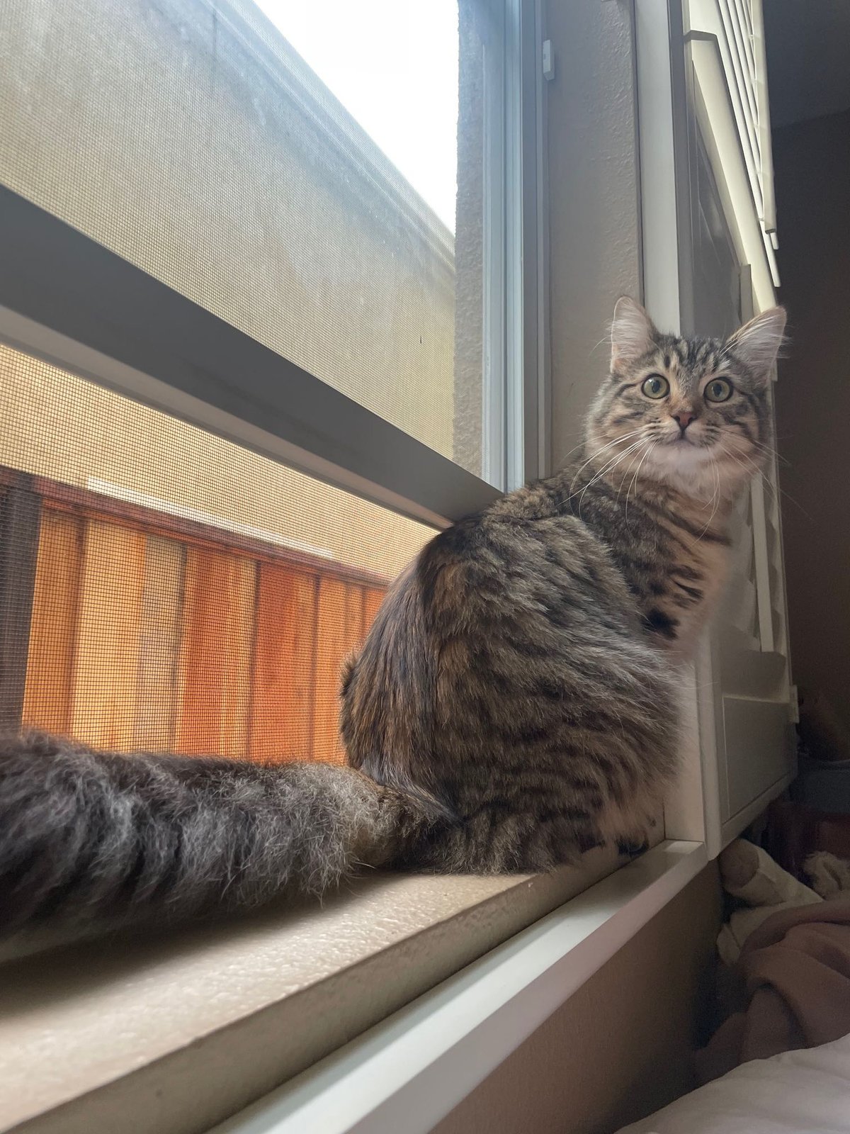 Lost Cat in San Ramon, California — listing photo
