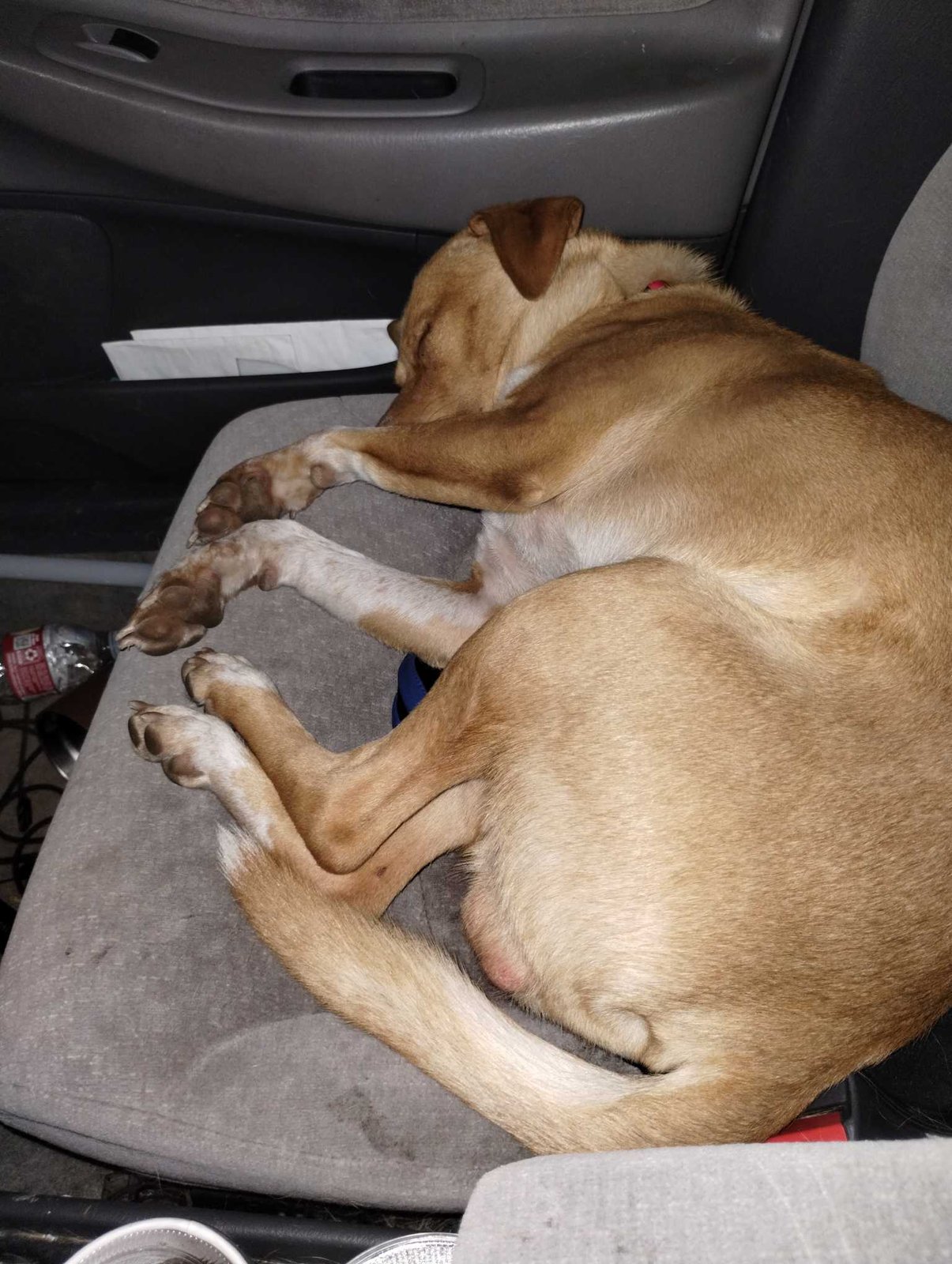 Lost Dog in San Antonio, Texas — listing photo