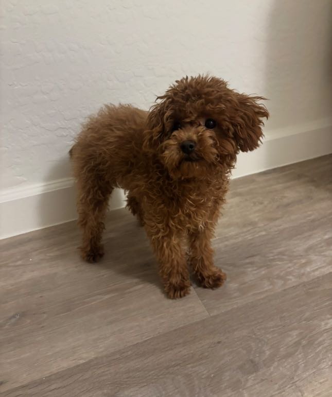 Lost Dog in Gilbert, Arizona — listing photo
