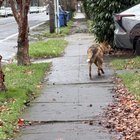 Lost Dog in Portland, Oregon — listing photo