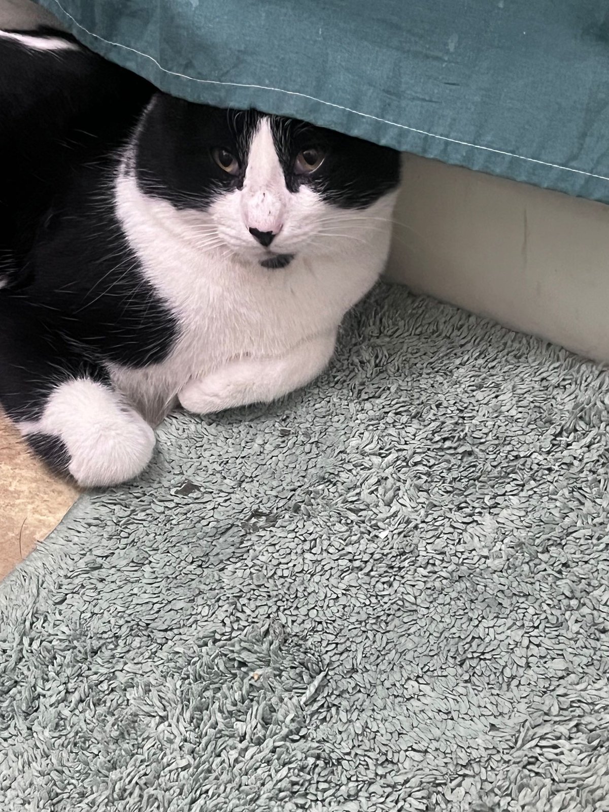 Lost Cat in Alliance — listing photo