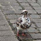 Lost Pet in K — Has anyone lost their pigeon?