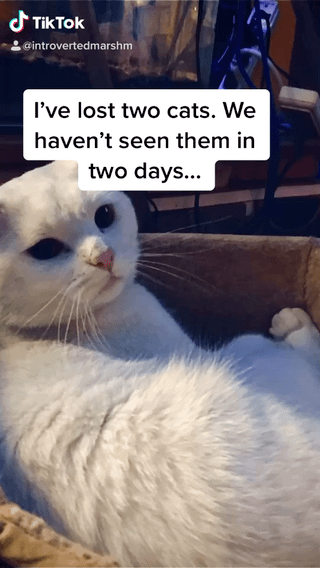 Lost Cat in Ames, Iowa — Two of my cats went missing. I live in Winnipeg Manitoba around the Glenwood area. If you see them…