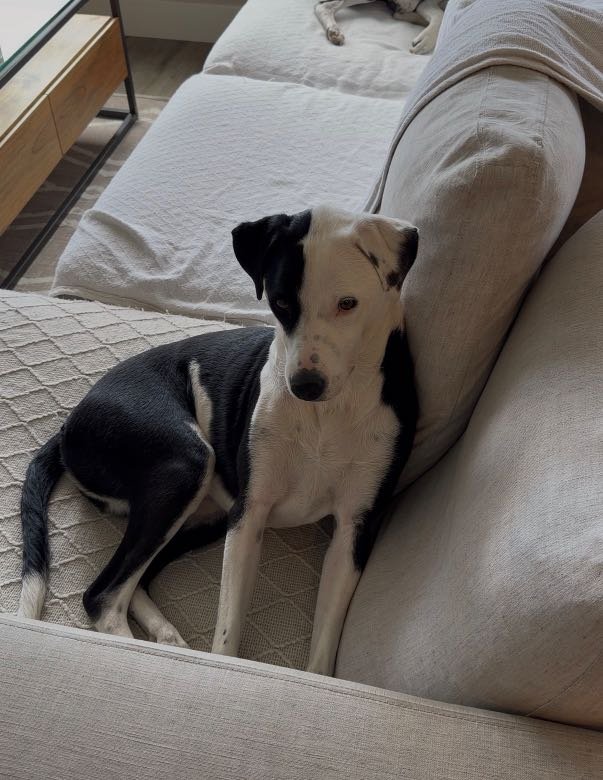 Lost Dog in Denver, Colorado — listing photo
