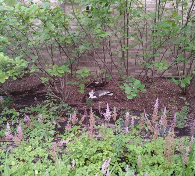 Lost Cat in Detroit, Michigan — Has anyone in the Wayne State area lost a cat? At 8:18 pm Sunday Aug 24 there is one in the…