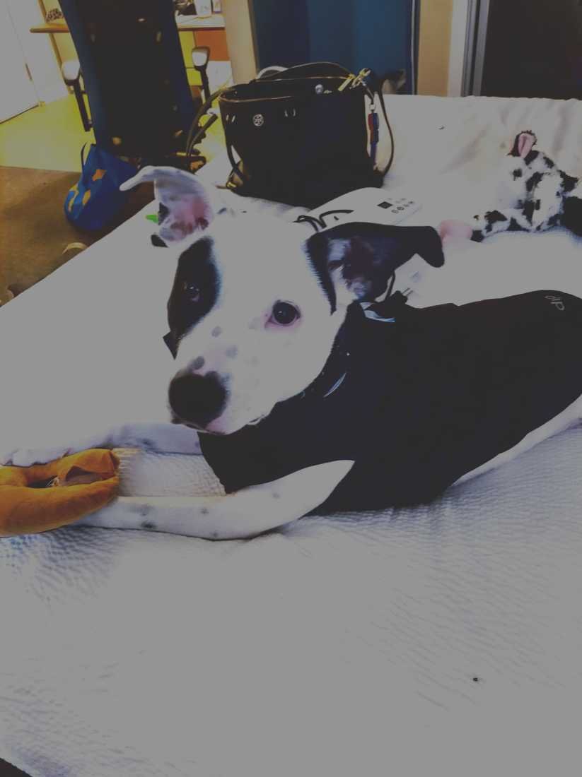 Lost Dog in Seattle, Washington — listing photo