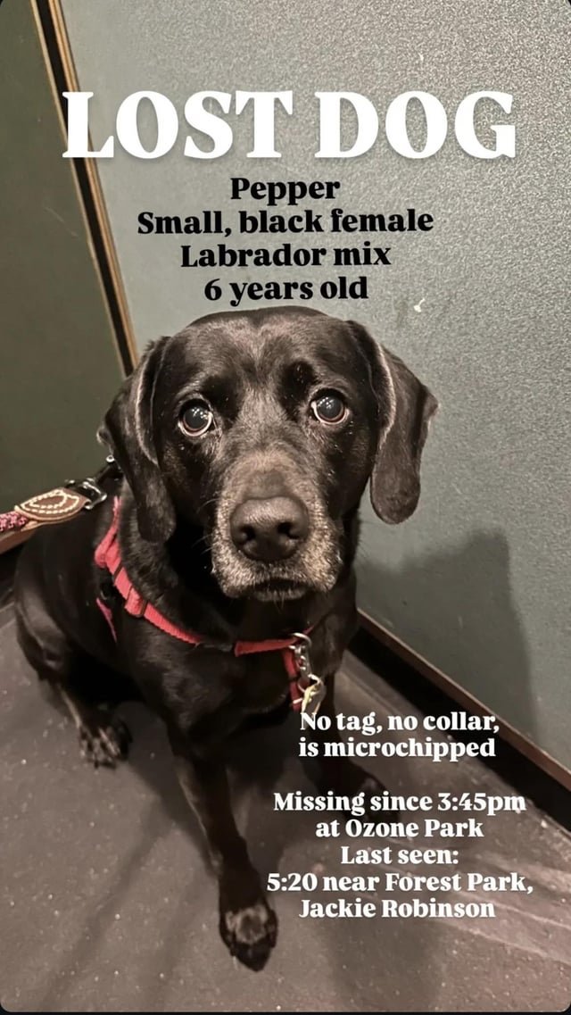 lost dog in New York, New York