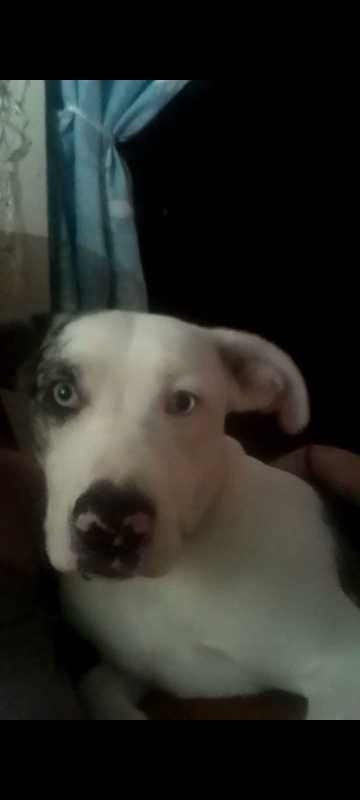 Lost Dog in McAlester — listing photo