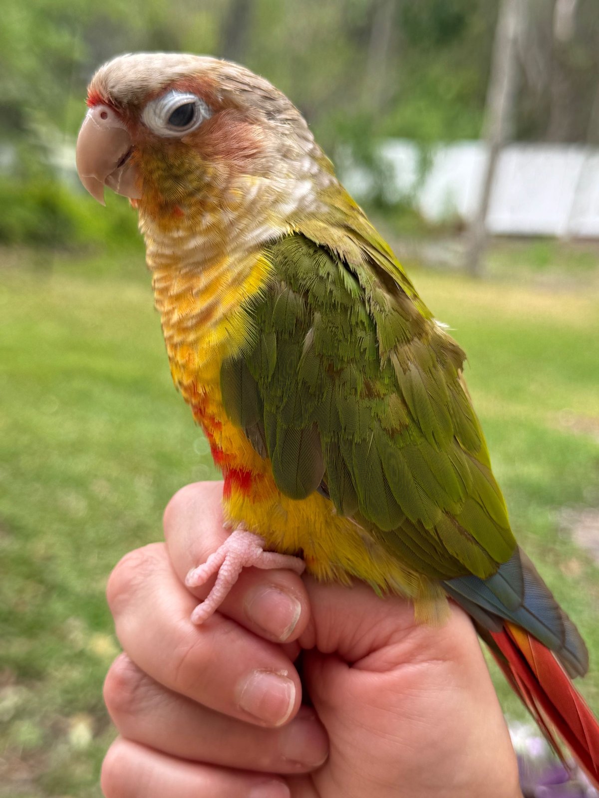 Lost Pet in Tampa, Florida — listing photo
