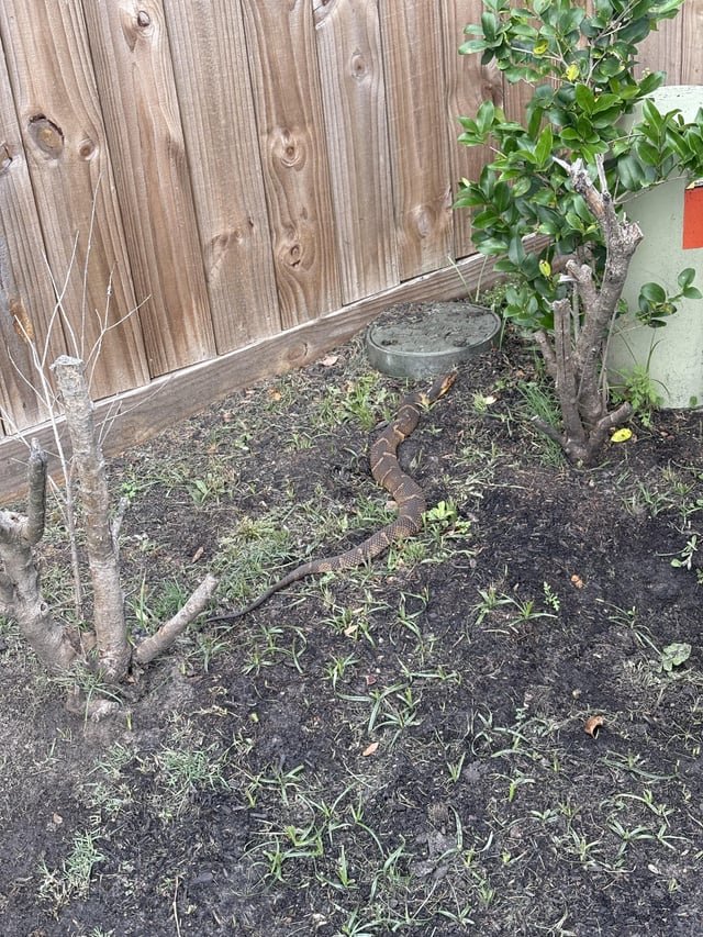 found dog in Houston, Texas