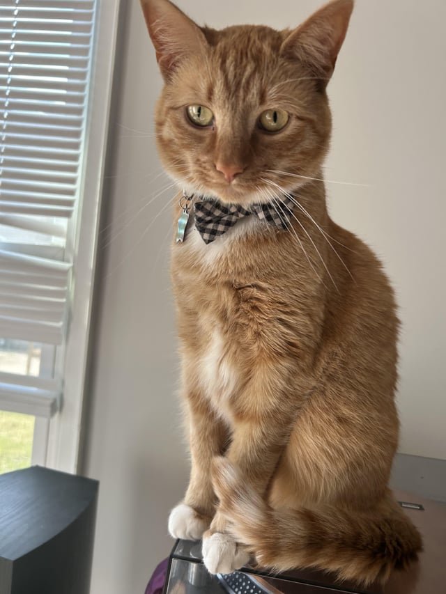 lost cat in Louisville, Kentucky
