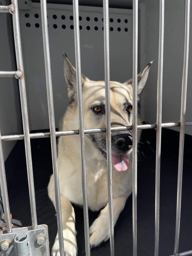 found dog in Reno, Nevada