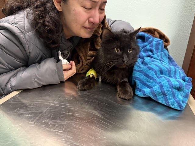 Lost Cat in Grand Prairie, Texas — Someone shot my cat
