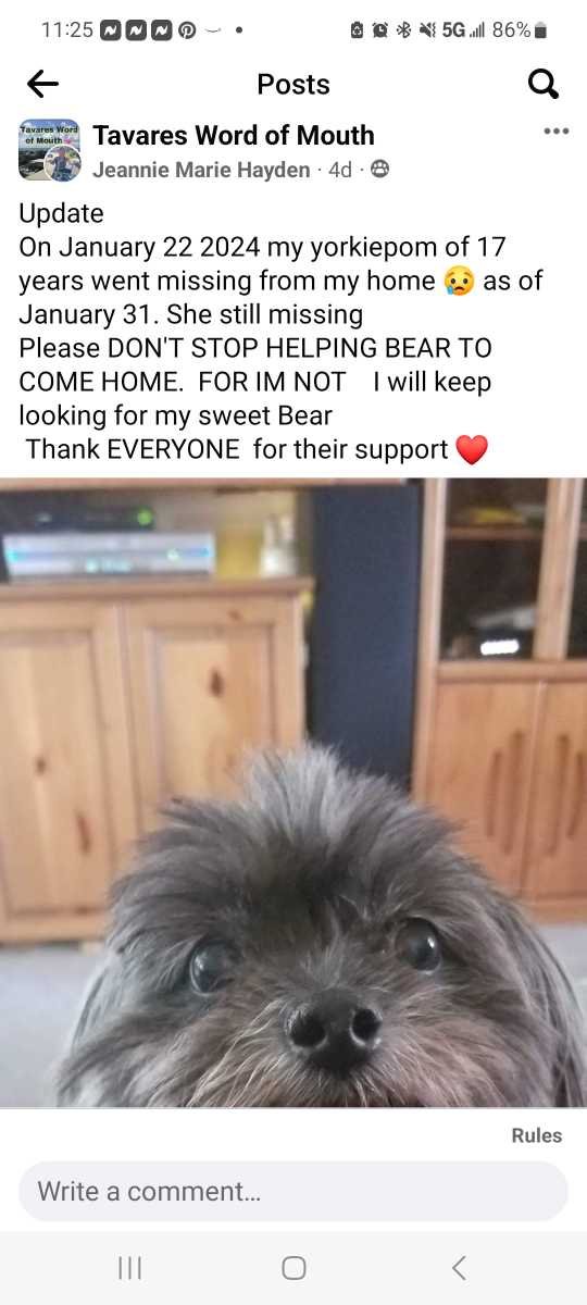 Lost Dog in Tavares — listing photo