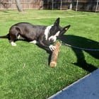 found dog in Plano, Texas