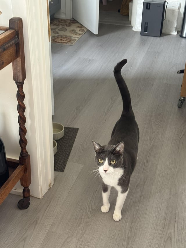 lost cat in K