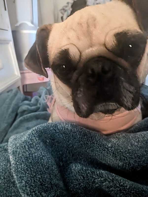 Lost Dog in Los Angeles, California — listing photo