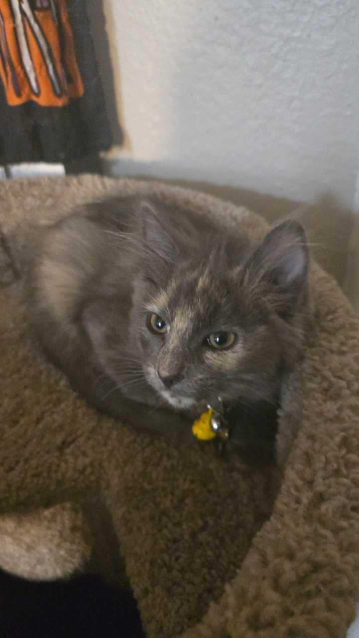 Lost Cat in Denver, Colorado — listing photo