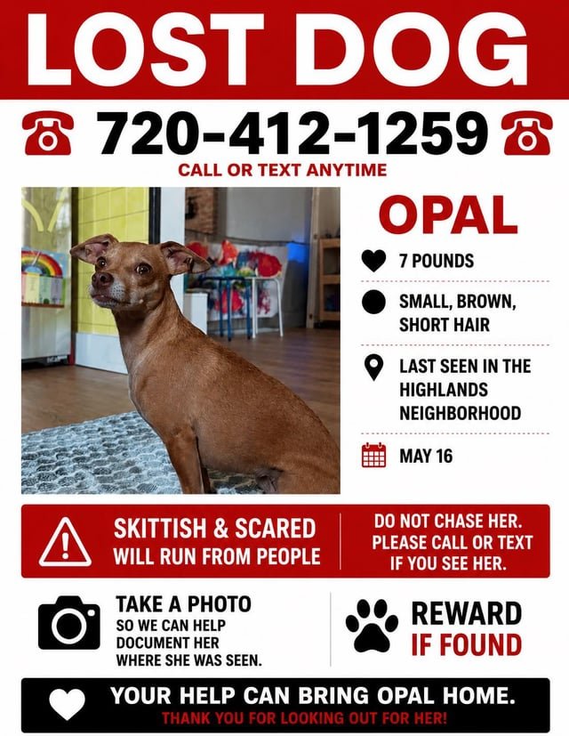 Lost Pet in Denver, Colorado — OPAL ANGEL is still missing. Please keep an eye out for this sweet angel