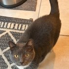 lost cat in Jacksonville, Florida