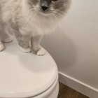 Found Cat in Spokane, Washington — is this your cat?