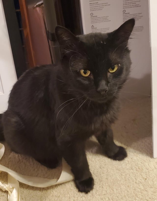 Found Cat in Newton, Massachusetts — listing photo