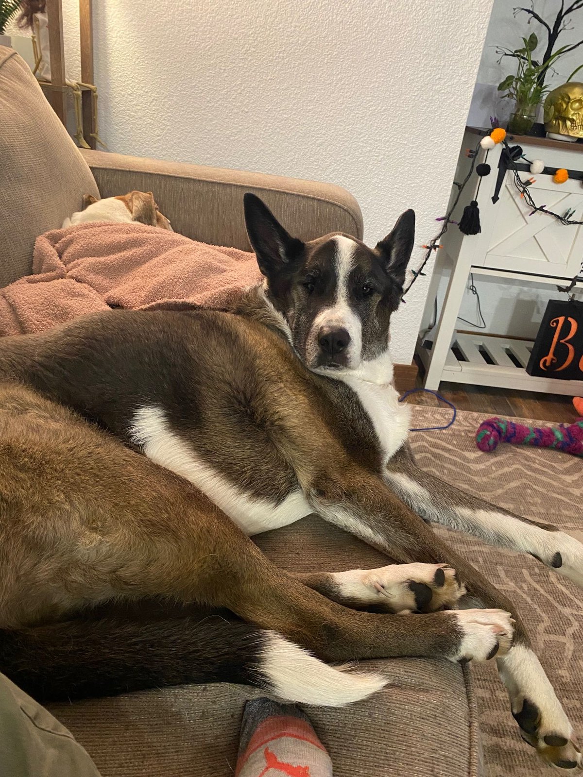Lost Dog in Sonora — listing photo
