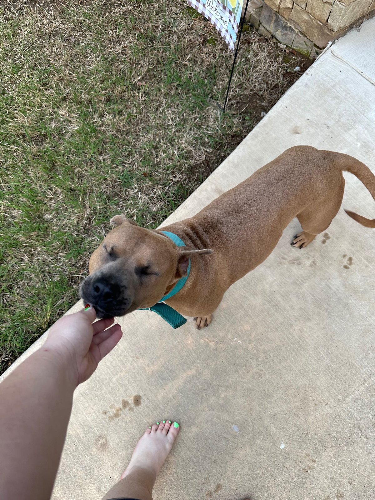 Found Dog in Midwest City, Oklahoma — listing photo