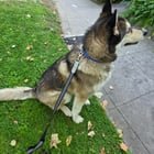 lost dog in Sacramento, California