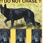 lost dog in Anchorage, Alaska