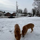 lost dog in Louisville, Kentucky