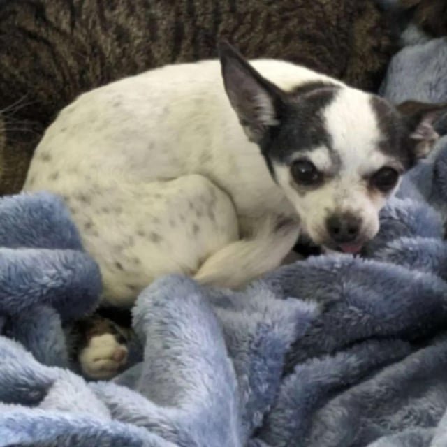 Lost Dog in Columbia, South Carolina — Has anyone seen this dog?