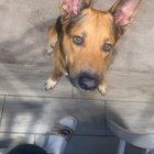 Lost Dog in Fort Worth, Texas — listing photo