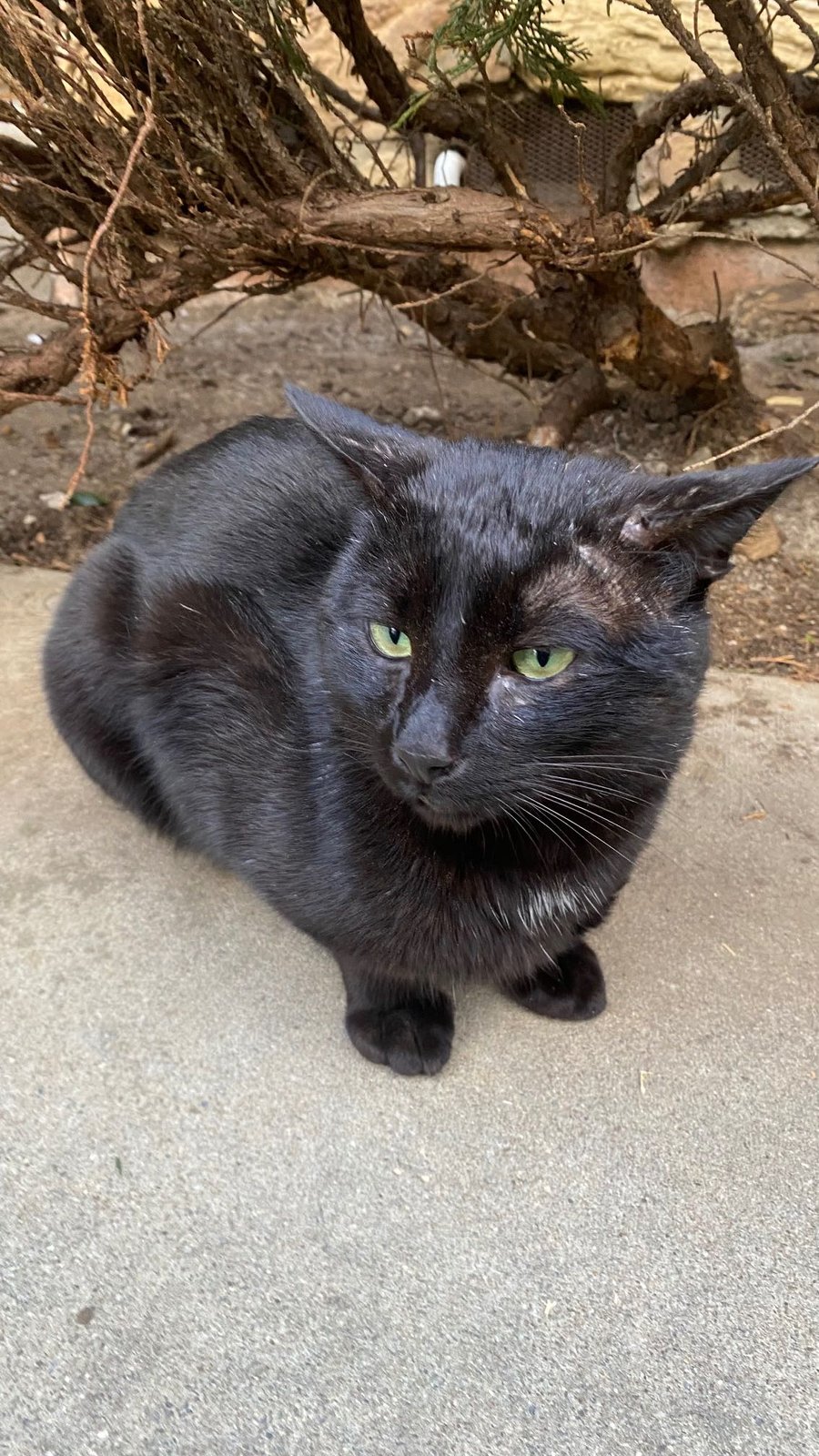 Lost Cat in San Jose, California — listing photo