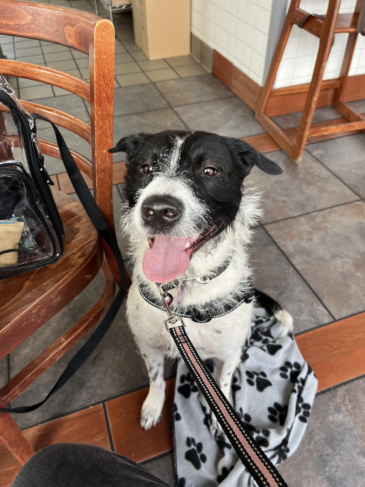 Found Dog in Lubbock, Texas — Lubbock area Dog Trainers