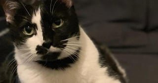 Lost Cat in Fort Worth, Texas — listing photo