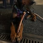 Lost Dog in Sacramento, California — My Dog is Missing.