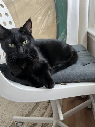 Lost Cat in Nashville, Tennessee — listing photo