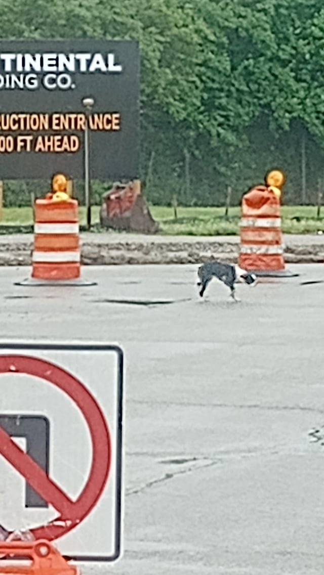 Lost Pet in Columbus, Georgia — listing photo