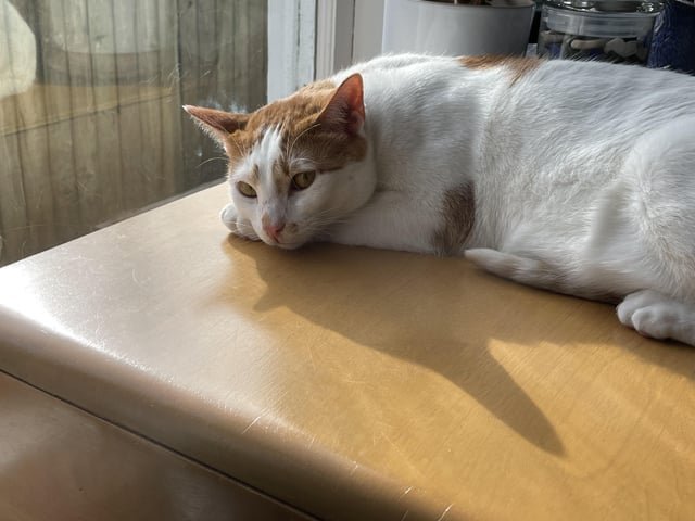Lost Pet in Memphis, Tennessee — listing photo