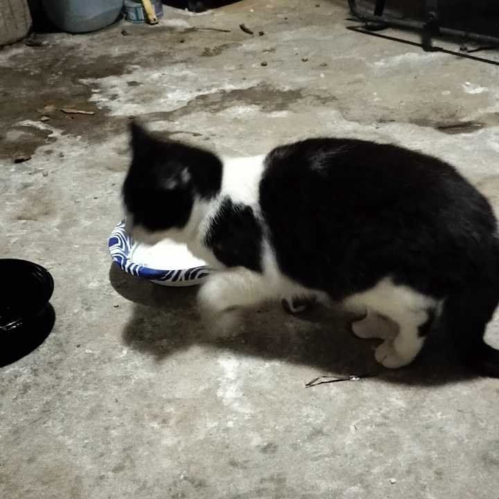 Found Cat in Seville — listing photo