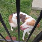 found dog in Louisville, Kentucky