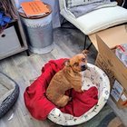 Lost Dog in Las Vegas, Nevada — listing photo